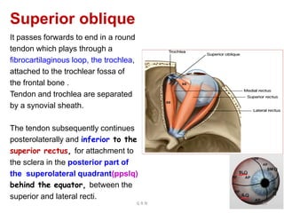 Superior oblique
It passes forwards to end in a round
tendon which plays through a
fibrocartilaginous loop, the trochlea,
attached to the trochlear fossa of
the frontal bone .
Tendon and trochlea are separated
by a synovial sheath.
The tendon subsequently continues
posterolaterally and inferior to the
superior rectus, for attachment to
the sclera in the posterior part of
the superolateral quadrant(ppslq)
behind the equator, between the
superior and lateral recti.
G R N 35
 