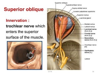Superior oblique
Innervation :
trochlear nerve which
enters the superior
surface of the muscle.
G R N 36
 