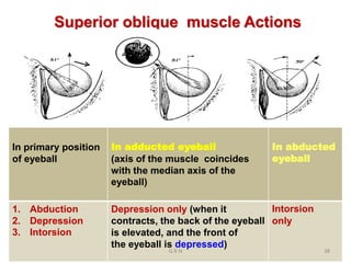 Superior oblique muscle Actions
In primary position
of eyeball
In adducted eyeball
(axis of the muscle coincides
with the median axis of the
eyeball)
In abducted
eyeball
1. Abduction
2. Depression
3. Intorsion
Depression only (when it
contracts, the back of the eyeball
is elevated, and the front of
the eyeball is depressed)
Intorsion
only
G R N 38
 