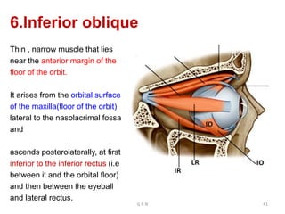 6.Inferior oblique
Thin , narrow muscle that lies
near the anterior margin of the
floor of the orbit.
It arises from the orbital surface
of the maxilla(floor of the orbit)
lateral to the nasolacrimal fossa
and
ascends posterolaterally, at first
inferior to the inferior rectus (i.e
between it and the orbital floor)
and then between the eyeball
and lateral rectus.
G R N 41
 