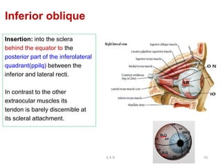 Inferior oblique
Insertion: into the sclera
behind the equator to the
posterior part of the inferolateral
quadrant(ppilq) between the
inferior and lateral recti.
In contrast to the other
extraocular muscles its
tendon is barely discernible at
its scleral attachment.
G R N 42
 