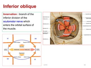 Inferior oblique
Innervation : branch of the
inferior division of the
oculomotor nerve which
enters the orbital surface of
the muscle.
G R N 43
 
