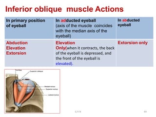 Inferior oblique muscle Actions
In primary position
of eyeball
In adducted eyeball
(axis of the muscle coincides
with the median axis of the
eyeball)
In abducted
eyeball
Abduction
Elevation
Extorsion
Elevation
Only(when it contracts, the back
of the eyeball is depressed, and
the front of the eyeball is
elevated).
Extorsion only
G R N 44
 