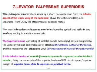 7.LEVATOR PALPEBRAE SUPERIORIS
Thin , triangular muscle which arises by a short narrow tendon from the inferior
aspect of the lesser wing of the sphenoid, above the optic canal(OC), and
separated from OC by the attachment of superior rectus.
The muscle broadens as it passes anteriorly above the eyeball and splits in two
laminae, ending in a wide aponeurosis.
The Superior lamina consisting of skeletal muscle (voluntary) passes straight into
the upper eyelid and some fibres of it attach to the anterior surface of the tarsus,
and the rest pierce the orbicularis Oculi for insertion to the skin of the upper eyelid.
A thin Inferior lamina of smooth (involuntary) muscle -superior tarsal or Muller’s
muscle , lying the underside of the superior lamina of LPS runs to upper/superior
margin of superior tarsal plate & superior conjunctival fornix.
G R N 47
 