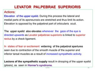 LEVATOR PALPEBRAE SUPERIORIS
Actions:
Elevation of the upper eyelid. During this process the lateral and
medial parts of its aponeurosis are stretched and thus limit its action.
Elevation is opposed by the palpebral part of orbicularis oculi.
The upper eyelid also elevates whenever the gaze of the eye is
directed upwards as Levator palpebrae superioris is linked to superior
rectus by a check ligament.
In states of fear or excitement widening of the palpebral apertures
seen due to contraction of the smooth muscle of the superior and
inferior tarsal muscles as a result of increased sympathetic activity.
Lesions of the sympathetic supply result in drooping of the upper eyelid
(ptosis), as seen in Horner's syndrome.
G R N 49
 