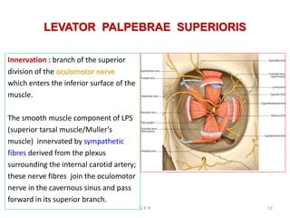 LEVATOR PALPEBRAE SUPERIORIS
Innervation : branch of the superior
division of the oculomotor nerve
which enters the inferior surface of the
muscle.
The smooth muscle component of LPS
(superior tarsal muscle/Muller’s
muscle) innervated by sympathetic
fibres derived from the plexus
surrounding the internal carotid artery;
these nerve fibres join the oculomotor
nerve in the cavernous sinus and pass
forward in its superior branch.
G R N 52
 