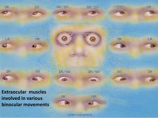 Extraocular muscles
involved in various
binocular movements
G R N 56
 