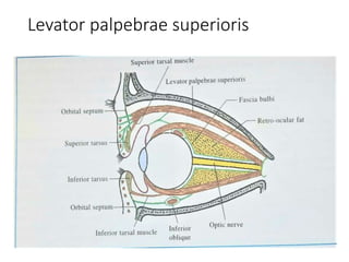 Levator palpebrae superioris