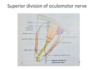 Superior division of oculomotor nerve