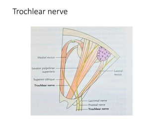 Trochlear nerve