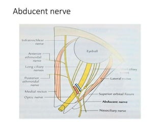 Abducent nerve
