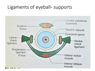 Ligaments of eyeball- supports