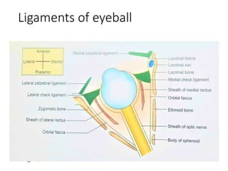 Ligaments of eyeball