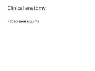 Clinical anatomy
• Strabismus (squint)