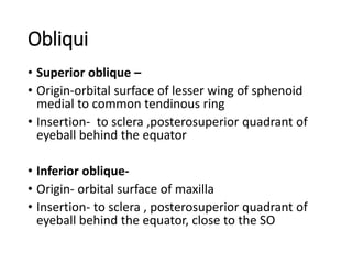 Obliqui
• Superior oblique –
• Origin-orbital surface of lesser wing of sphenoid
medial to common tendinous ring
• Insertion- to sclera ,posterosuperior quadrant of
eyeball behind the equator
• Inferior oblique-
• Origin- orbital surface of maxilla
• Insertion- to sclera , posterosuperior quadrant of
eyeball behind the equator, close to the SO