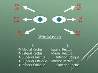 Extraocular muscles.pptx