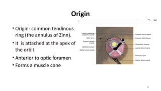 Extraocular muscle occular anatomy presentation | PPTX