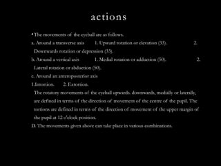 Intortion Comprehensive Overview of Extraocular Muscles: Anatomy, Nerve Supply ...