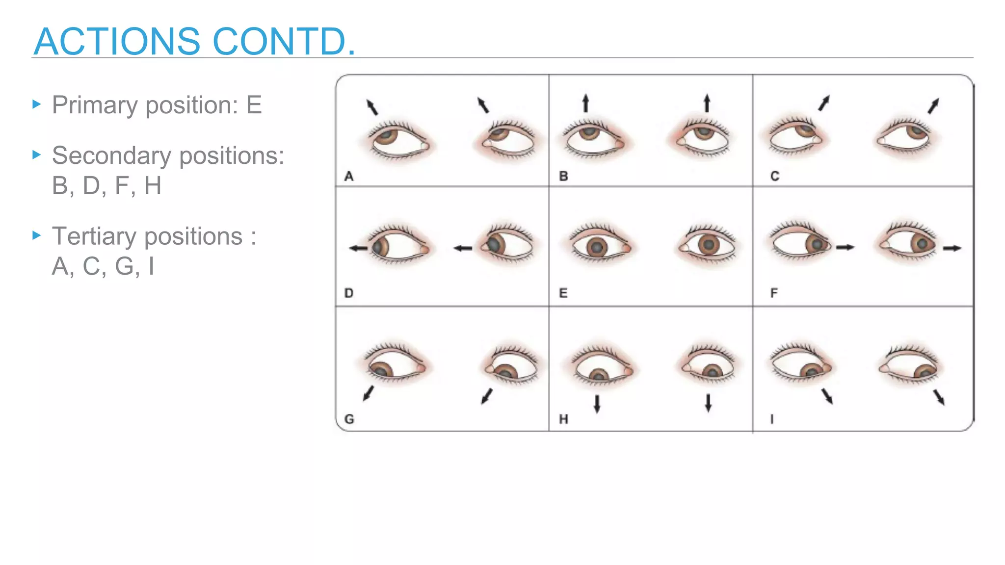 EXTRAOCULAR MUSCLES-APPLIED.pptx