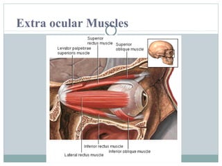 Extra ocular Muscles

 