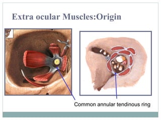 Extra ocular Muscles:Origin

Common annular tendinous ring

 