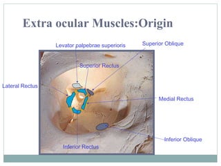 Extra ocular Muscles:Origin
Levator palpebrae superioris

Superior Oblique

Superior Rectus
Lateral Rectus
Medial Rectus

Inferior Rectus

Inferior Oblique

 