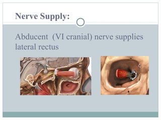 Nerve Supply:
Abducent (VI cranial) nerve supplies
lateral rectus

 