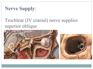 Nerve Supply:
Trochlear (IV cranial) nerve supplies
superior oblique

 