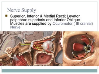 Nerve Supply
 Superior, Inferior & Medial Recti; Levator

palpebrae superioris and Inferior Oblique
Muscles are supplied by Oculomotor ( III cranial)
Nerve

 