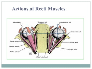 Actions of Recti Muscles

 