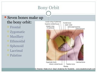Bony Orbit
Seven bones make up

the bony orbit:
Frontal
 Zygomatic
 Maxillary
 Ethmoidal
 Sphenoid
 Lacrimal
 Palatine


 