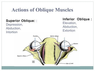 Actions of Oblique Muscles
Superior Oblique: :
Depression,
Abduction,
Intortion

Inferior Oblique :
Elevation,
Abduction,
Extortion

 