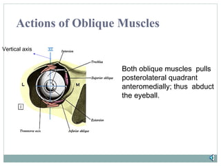 Actions of Oblique Muscles
Vertical axis

Both oblique muscles pulls
posterolateral quadrant
anteromedially; thus abduct
the eyeball.

 