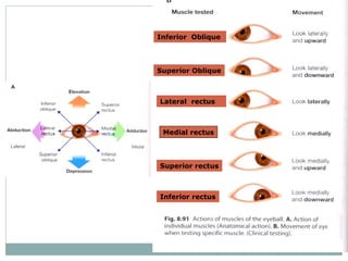 Inferior Oblique

Superior Oblique

Lateral rectus

Medial rectus

Superior rectus

Inferior rectus

 