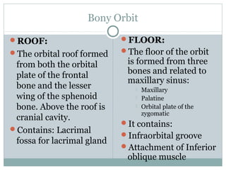 Bony Orbit
ROOF:

FLOOR:

The orbital roof formed

The floor of the orbit

from both the orbital
plate of the frontal
bone and the lesser
wing of the sphenoid
bone. Above the roof is
cranial cavity.
Contains: Lacrimal
fossa for lacrimal gland

is formed from three
bones and related to
maxillary sinus:




Maxillary
Palatine
Orbital plate of the
zygomatic

It contains:
Infraorbital groove
Attachment of Inferior

oblique muscle

 