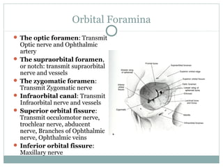 Orbital Foramina
 The optic foramen: Transmit

Optic nerve and Ophthalmic
artery
 The supraorbital foramen,
or notch: transmit supraorbital
nerve and vessels
 The zygomatic foramen:
Transmit Zygomatic nerve
 Infraorbital canal: Transmit
Infraorbital nerve and vessels
 Superior orbital fissure:
Transmit occulomotor nerve,
trochlear nerve, abducent
nerve, Branches of Ophthalmic
nerve, Ophthalmic veins
 Inferior orbital fissure:
Maxillary nerve

 