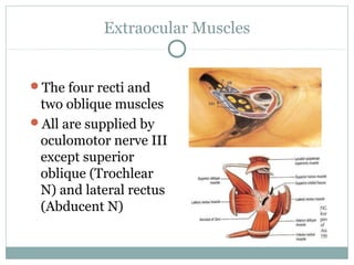 Extraocular Muscles

The four recti and

two oblique muscles
All are supplied by
oculomotor nerve III
except superior
oblique (Trochlear
N) and lateral rectus
(Abducent N)

 