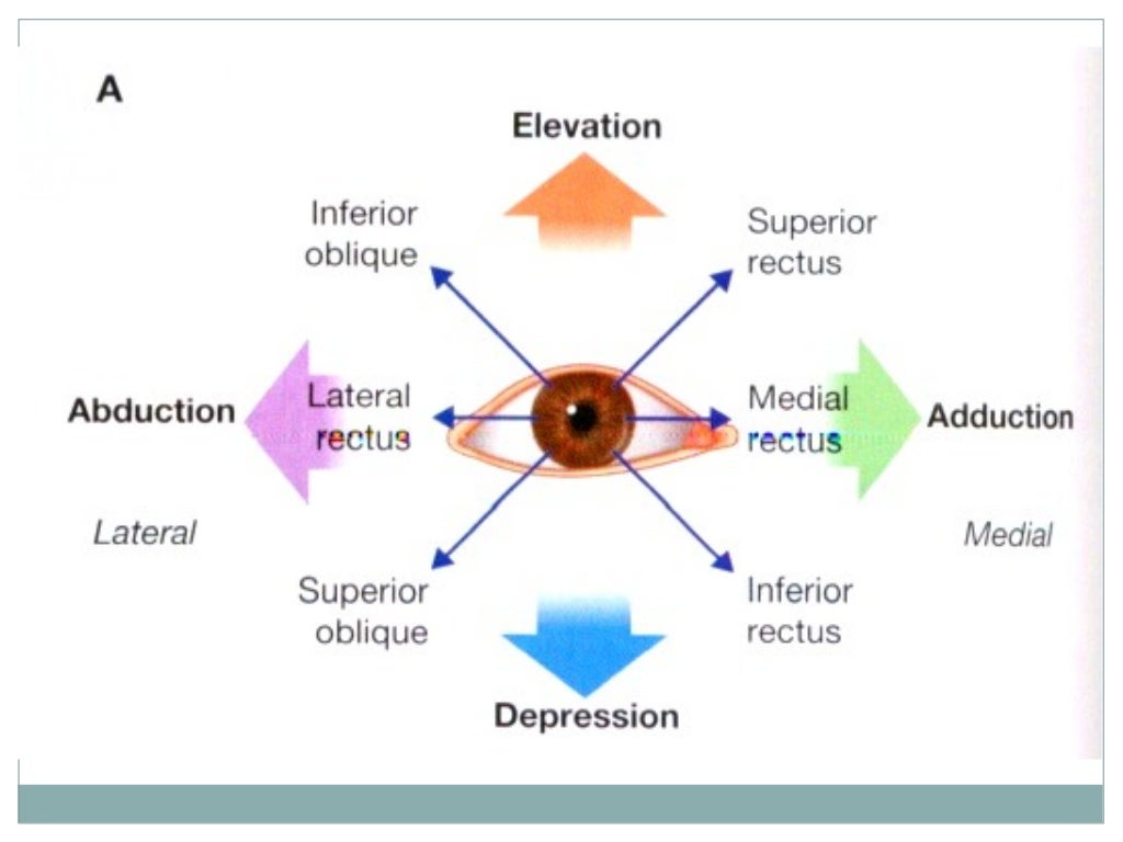 Extraocular muscles dr.gosai