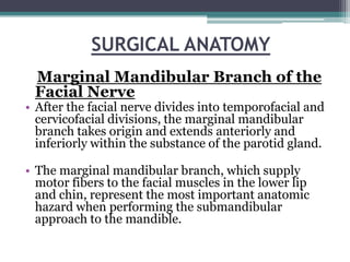 SURGICAL ANATOMY
 Marginal Mandibular Branch of the
 Facial Nerve
• After the facial nerve divides into temporofacial and
...