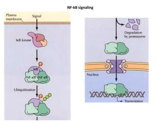 Extra pathway and cross talk | PPTX