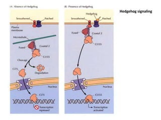 Extra pathway and cross talk | PPTX