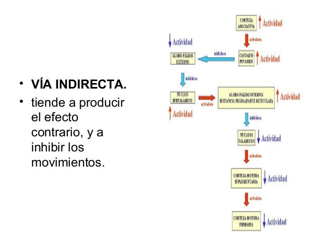 • acinesia o  hipocinesia.• por  hipoactividad de  la vía directa e  hiperactividad  de la vía  indirecta.