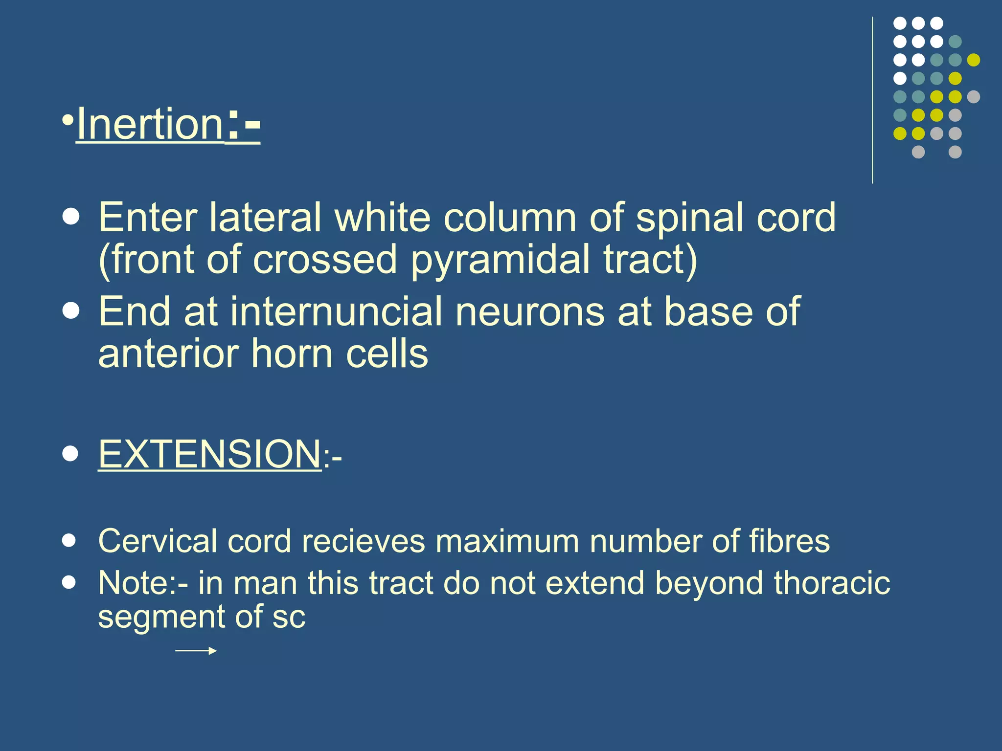 Inertion :- Enter lateral white column of spinal cord (front of crossed pyramidal tract)  End at internuncial neurons at base of anterior horn cells EXTENSION :-  Cervical cord recieves maximum number of fibres Note:- in man this tract do not extend beyond thoracic segment of sc  