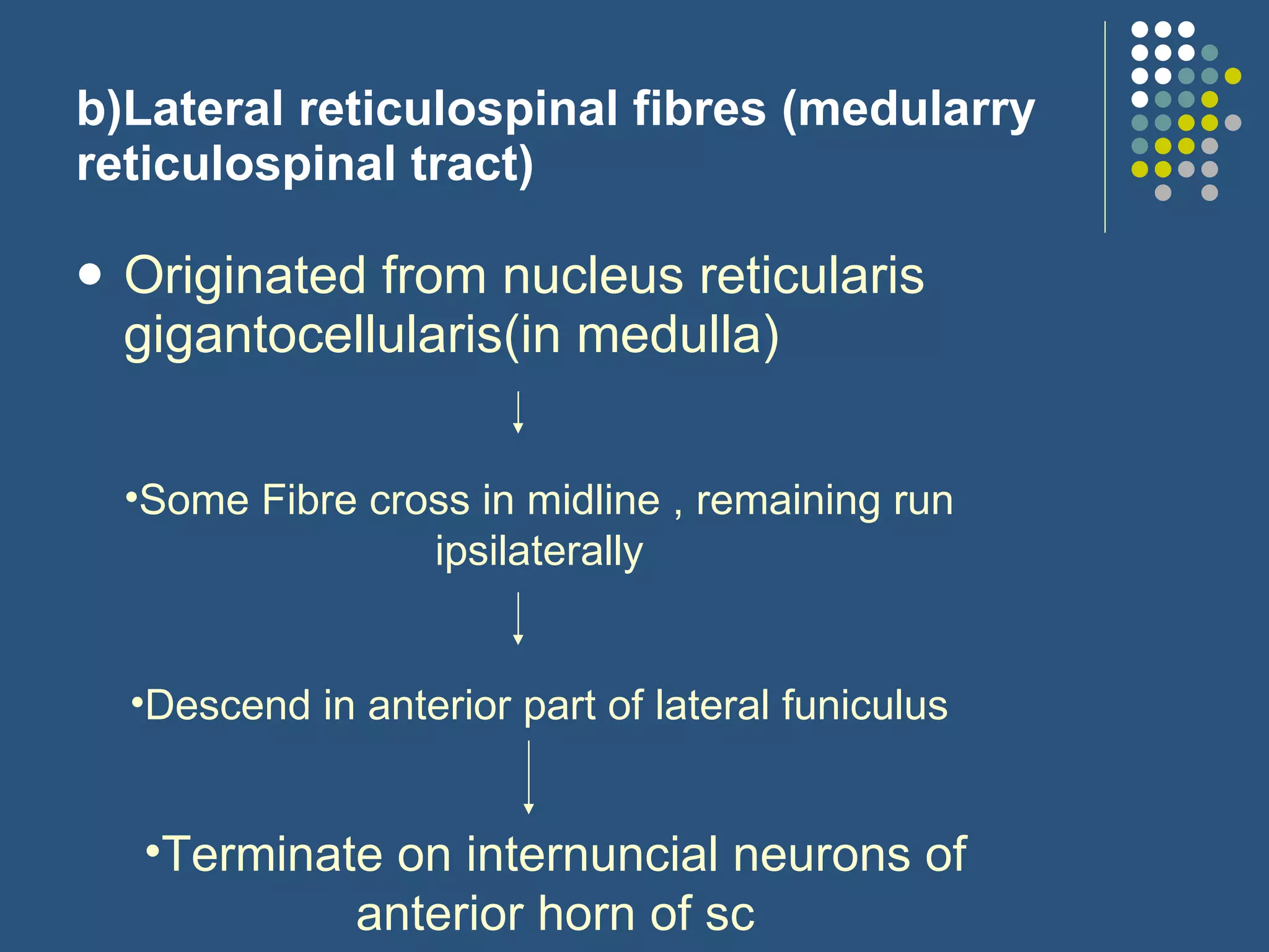 b)Lateral reticulospinal fibres (medularry reticulospinal tract) Originated from nucleus reticularis gigantocellularis(in medulla) Some Fibre cross in midline , remaining run ipsilaterally Descend in anterior part of lateral funiculus Terminate on internuncial neurons of anterior horn of sc 