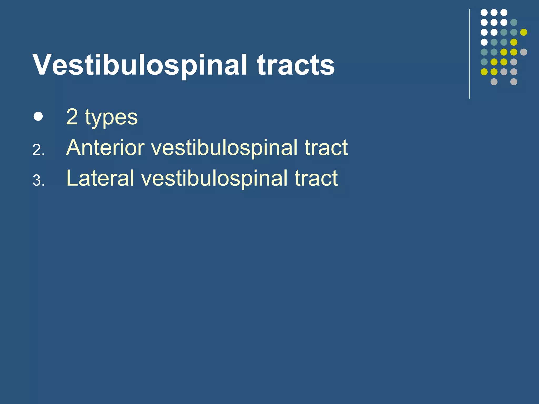 Vestibulospinal tracts 2 types Anterior vestibulospinal tract Lateral vestibulospinal tract 