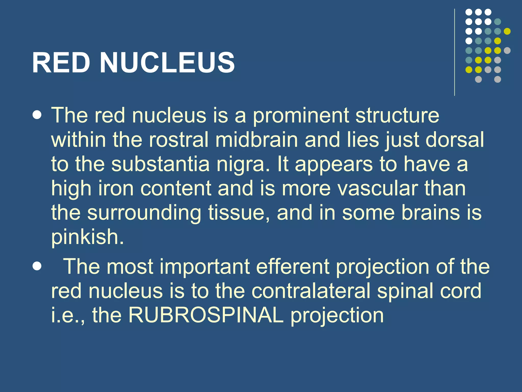 RED NUCLEUS The red nucleus is a prominent structure within the rostral midbrain and lies just dorsal to the substantia nigra. It appears to have a high iron content and is more vascular than the surrounding tissue, and in some brains is pinkish.    The most important efferent projection of the red nucleus is to the contralateral spinal cord i.e., the RUBROSPINAL projection  