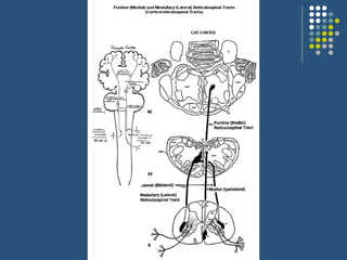 Extrapyramidal tracts and disorders | PPT