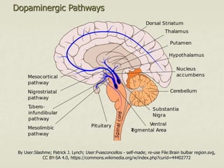 Dopaminergic Pathways
By User:Slashme; Patrick J. Lynch; User:Fvasconcellos - self-made; re-use File:Brain bulbar region.svg,
CC BY-SA 4.0, https://commons.wikimedia.org/w/index.php?curid=44402772
 