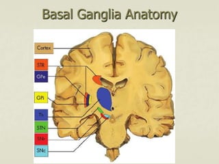 Basal Ganglia Anatomy
 