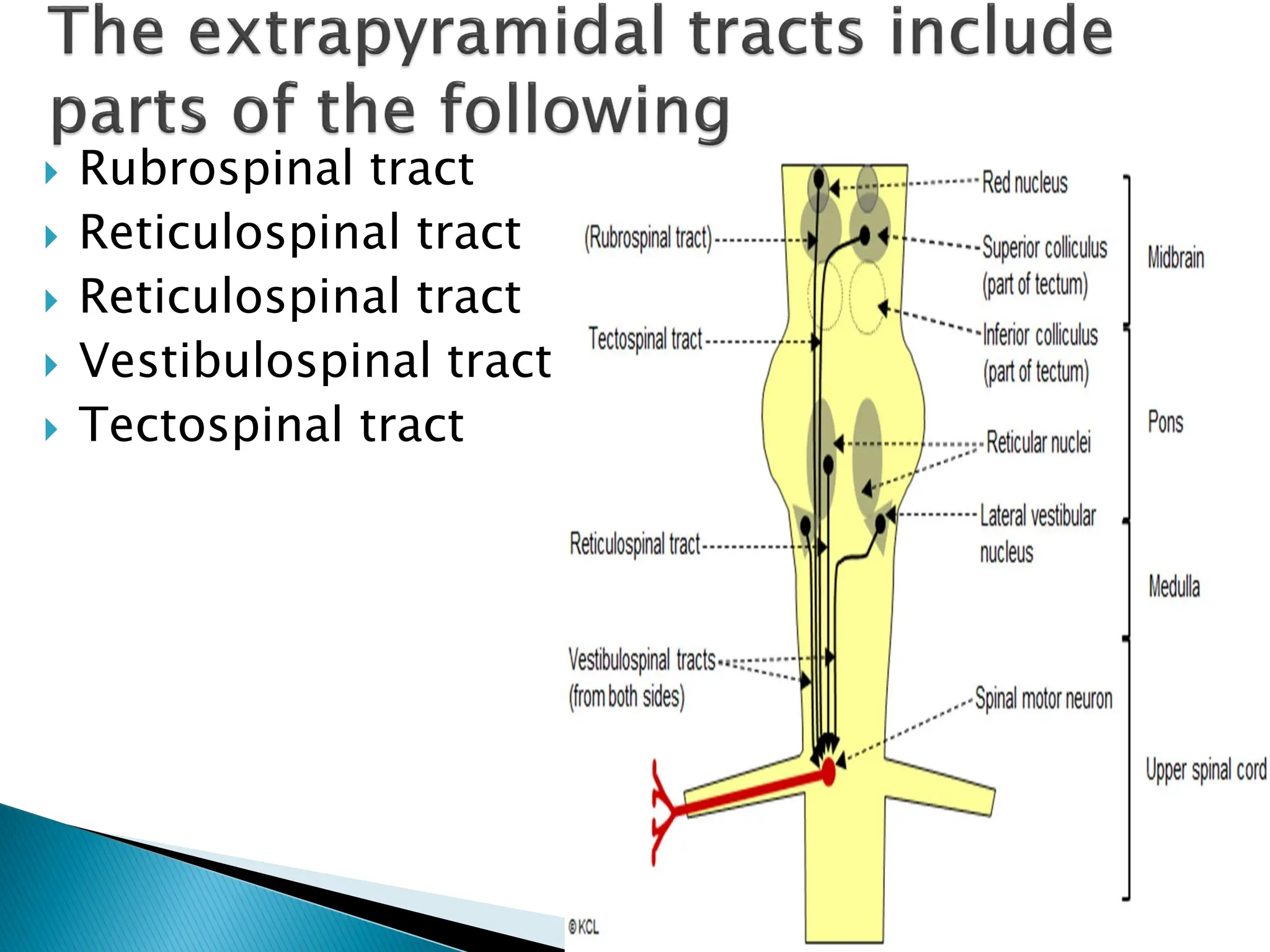  Rubrospinal tract
 Reticulospinal tract
 Reticulospinal tract
 Vestibulospinal tract
 Tectospinal tract
 